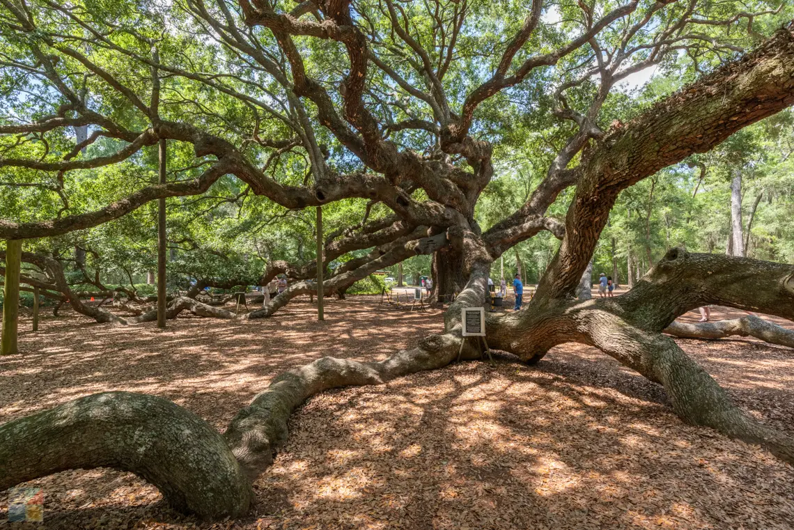 Angel Oak in Charleston SC