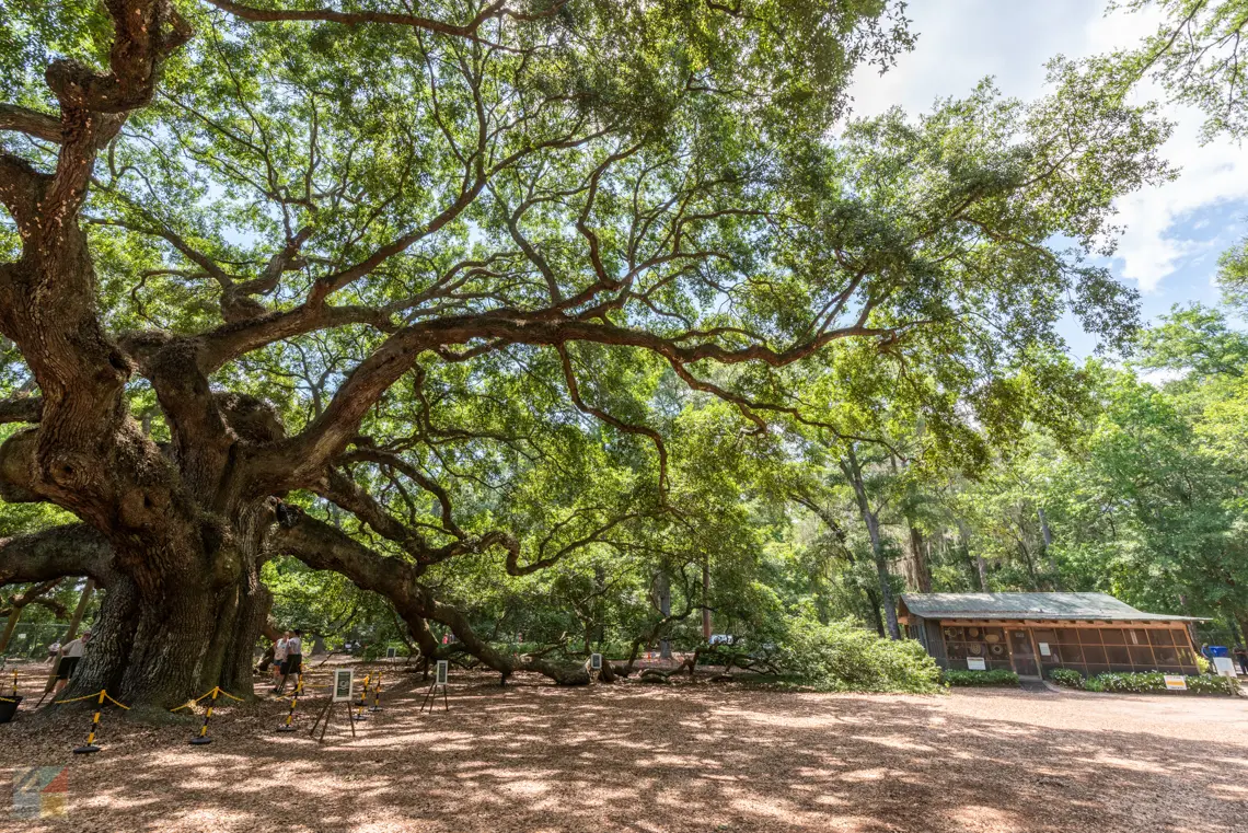 Angel Oak in Charleston SC