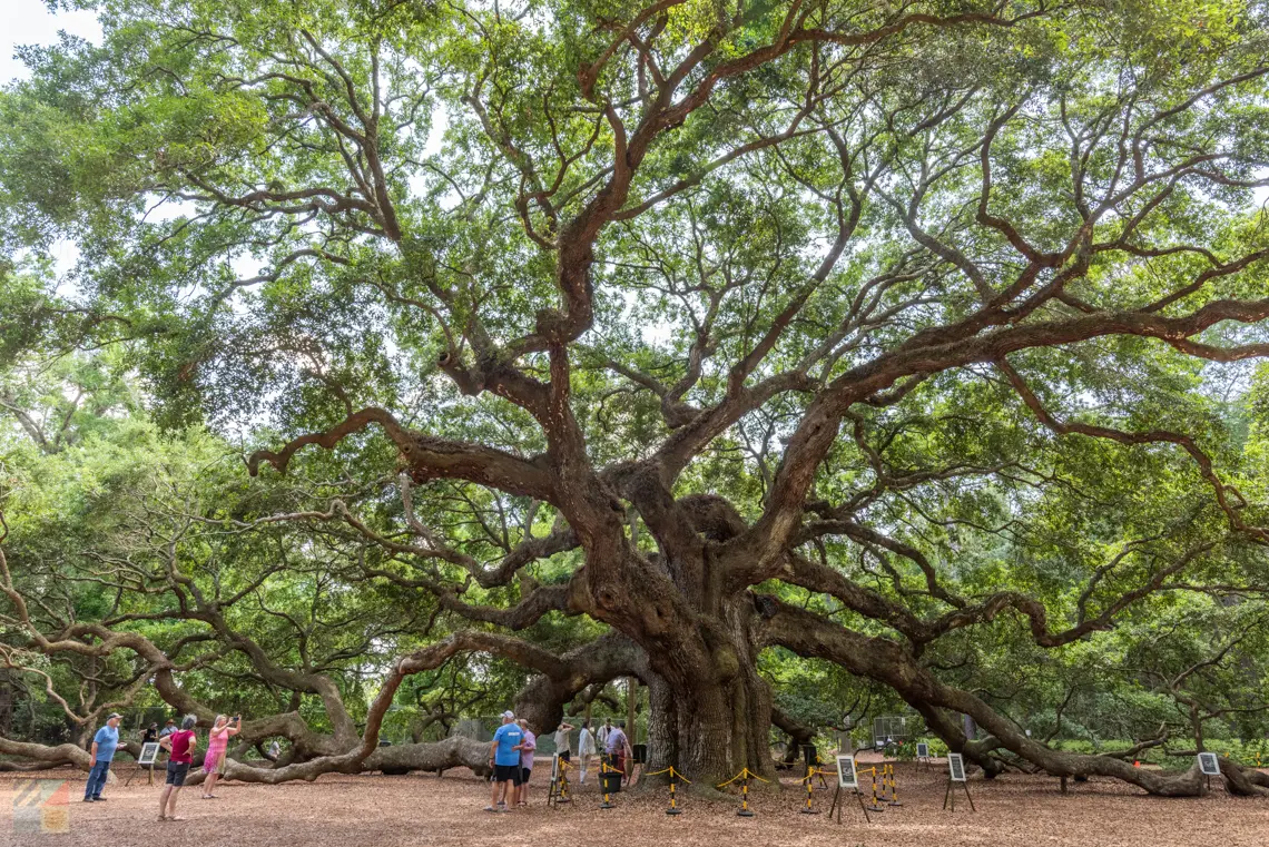 Angel Oak in Charleston SC