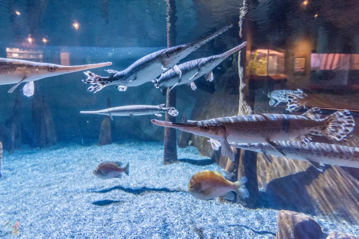 South Carolina Aquarium Charleston