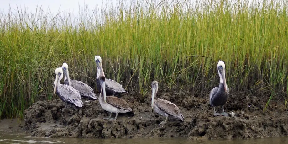 ACE Basin/Dolphin Boat Tour