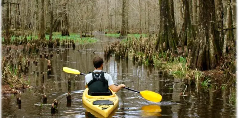 Blackwater Swamp Kayak Tour