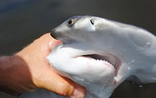 Six Hour Shark Charter