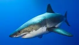 Four Hour Shark Charter