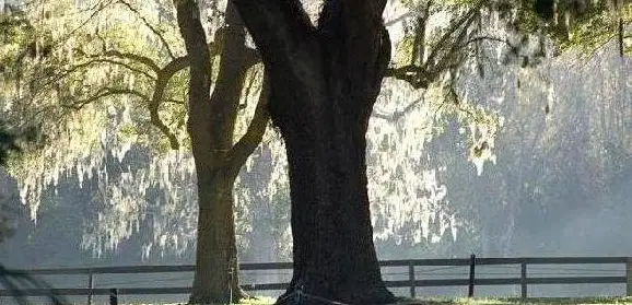 Boone Hall Plantation Tour