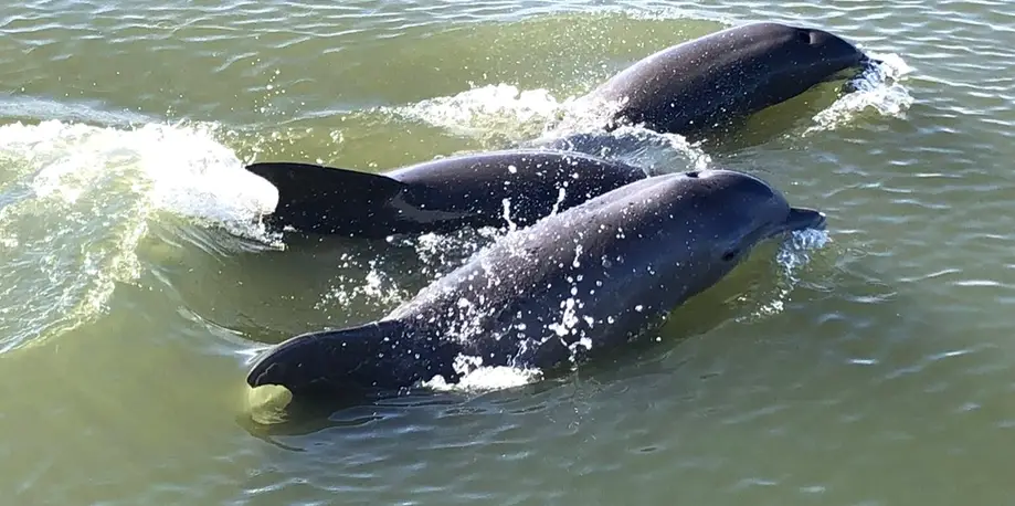 Kismet - Private Morning Dolphin Charter ????