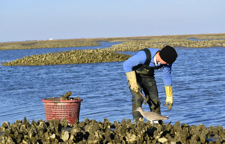 Lowcountry Seafood Excursion