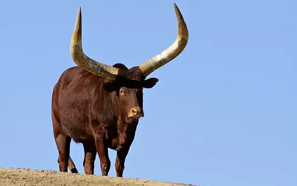 General Admission and Safari Ride