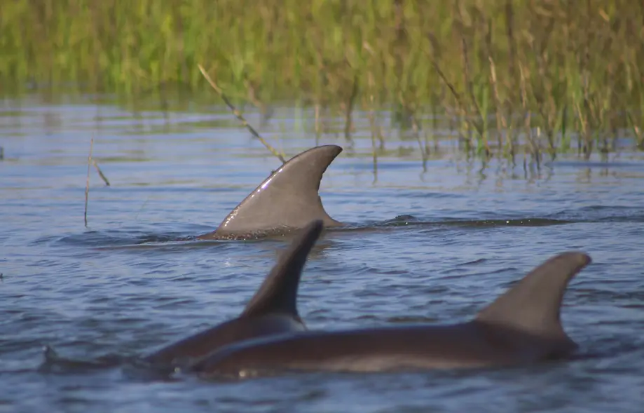 Dolphin Viewing Excursion
