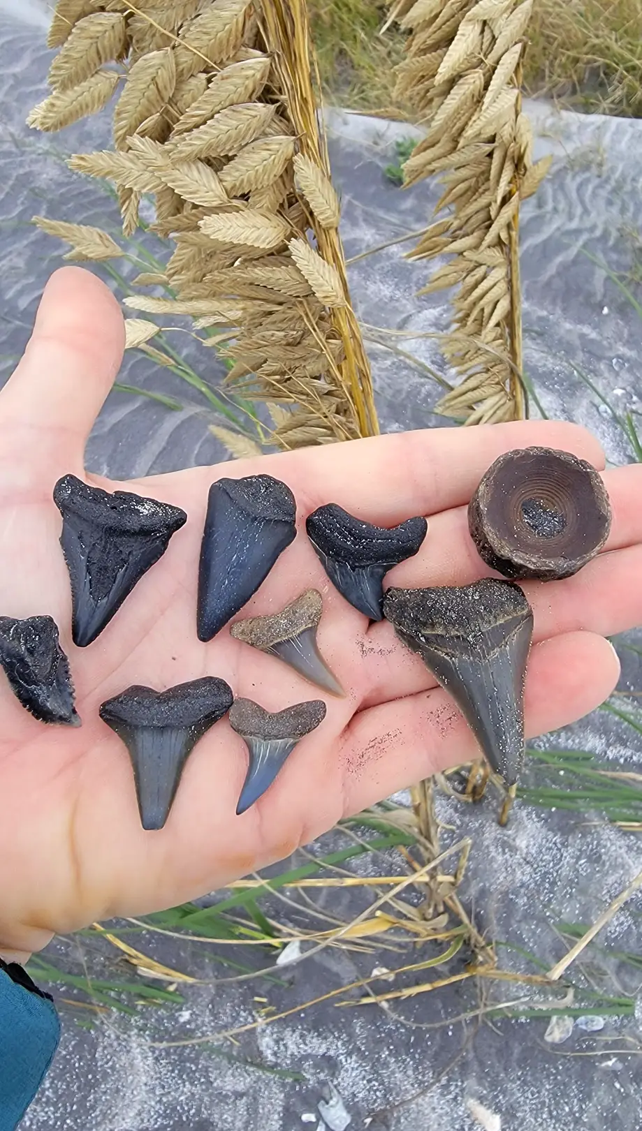 Fossil Hunting Excursion