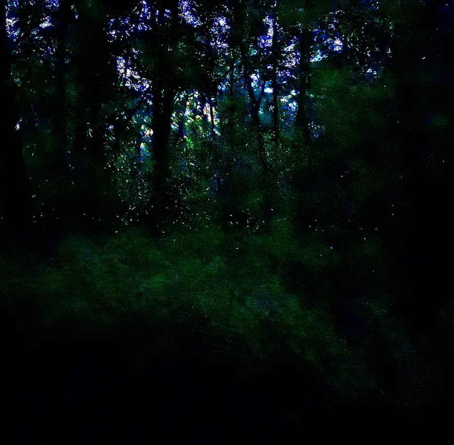 Sunset Blackwater Swamp Paddle with Fireflies Viewing