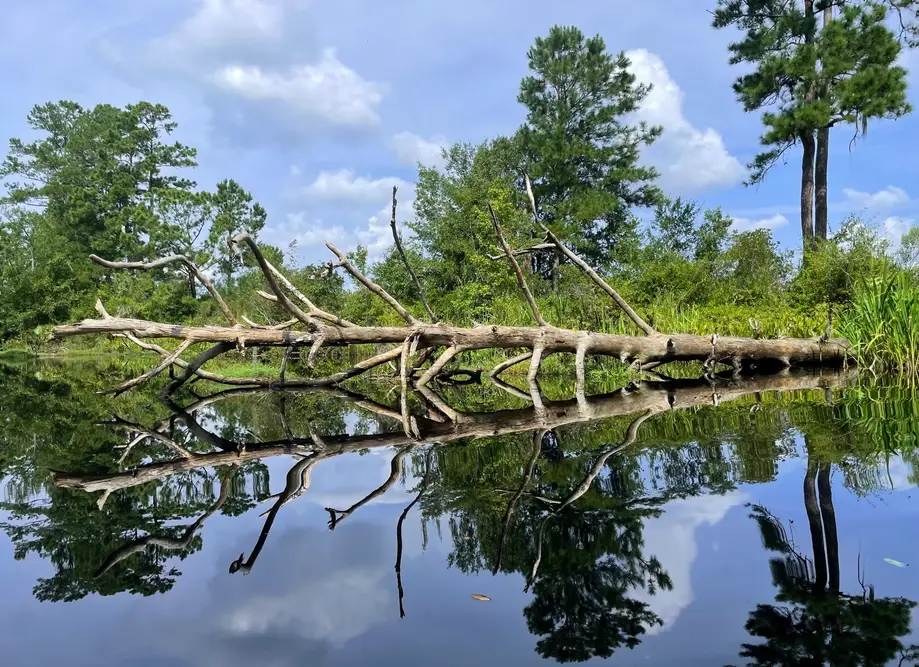 Freshwater Ecology Tour