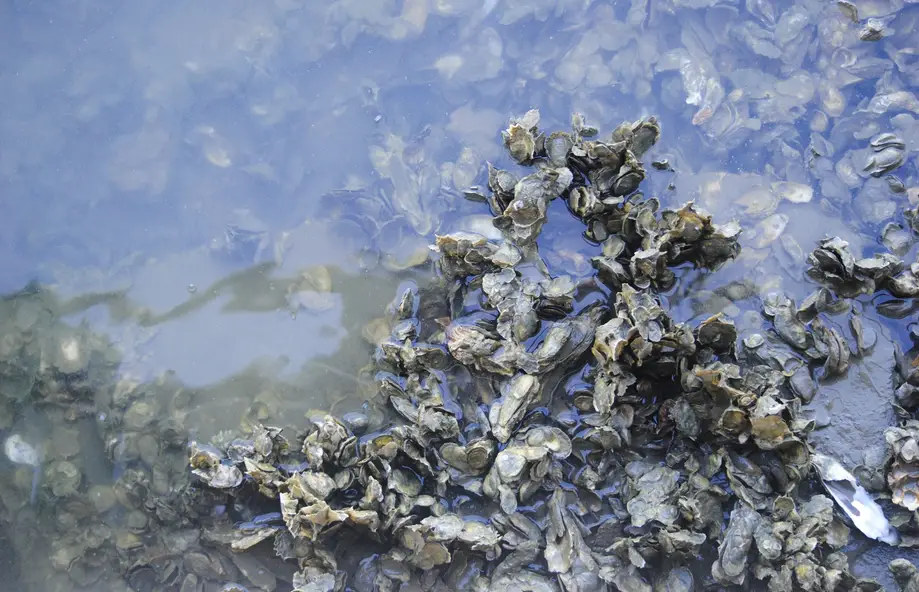 Charleston Oyster Farm Adventure!