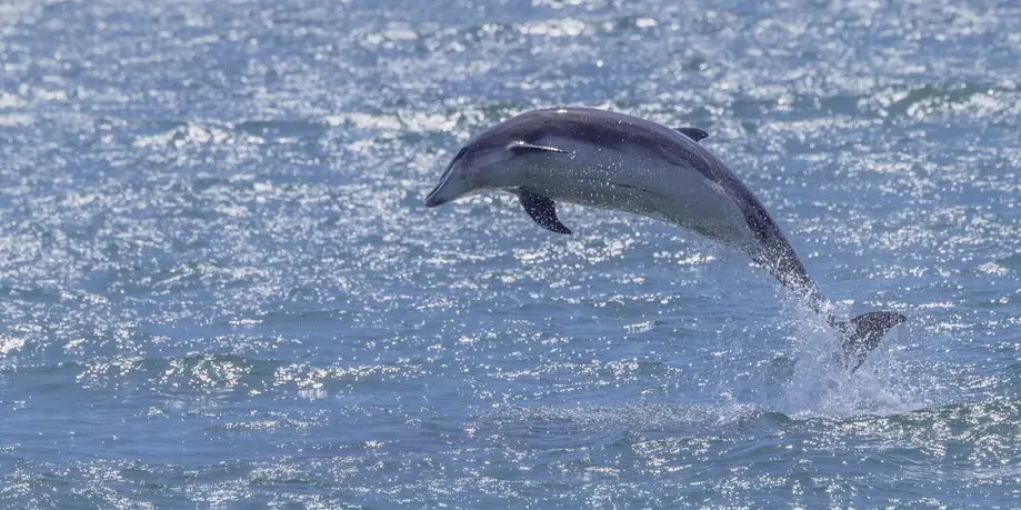 Dolphin Tour