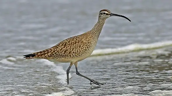 The Whimbrels of Deveaux
