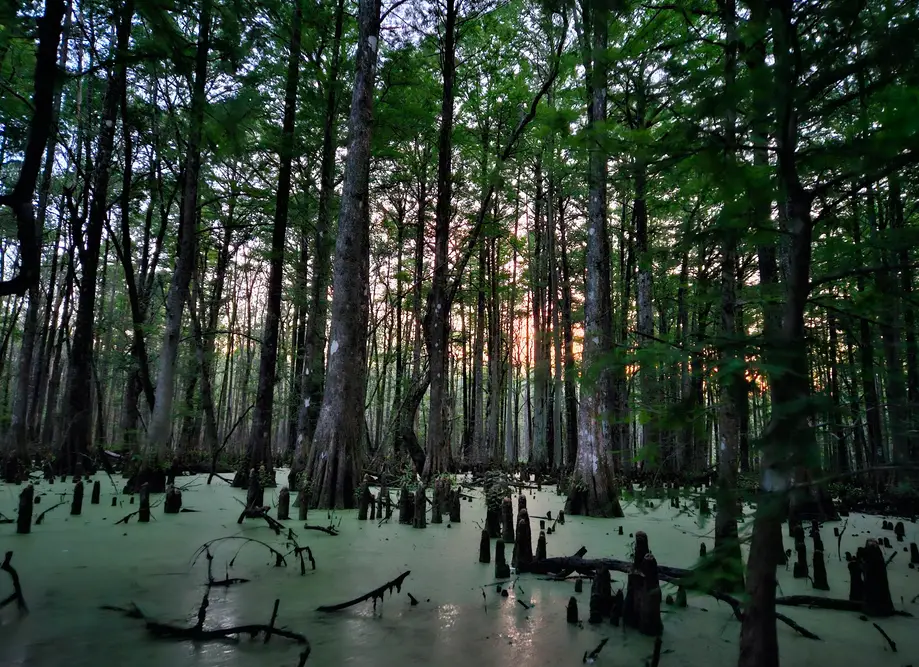 Sunset Blackwater Swamp Kayak Tour