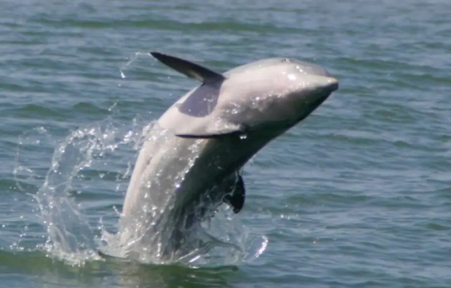 Sunset Sightseeing and Dolphin Tour on The Dolphin Queen | Charleston Location
