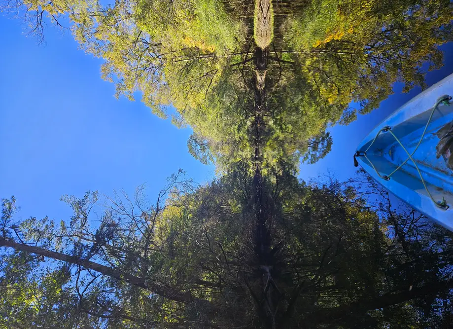 Ashley River Kayak Tour