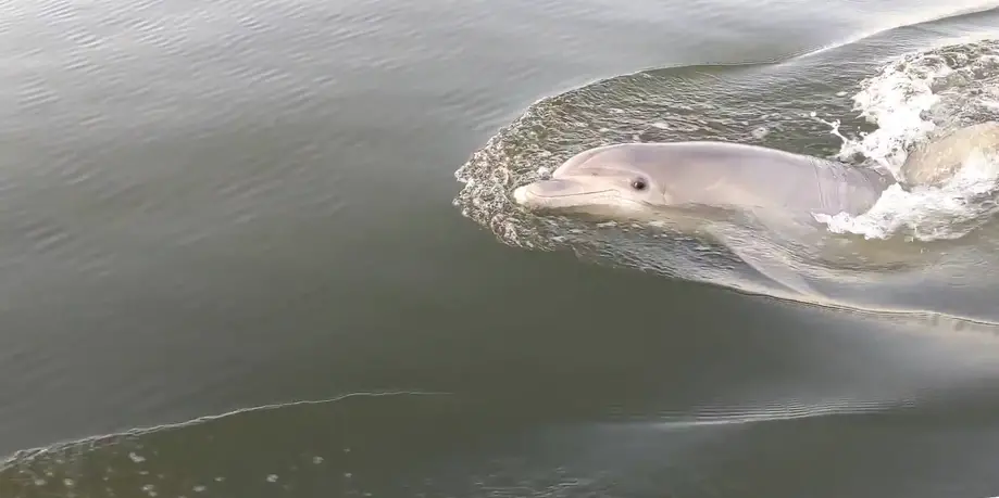 Private 90 minute Dolphin Tour