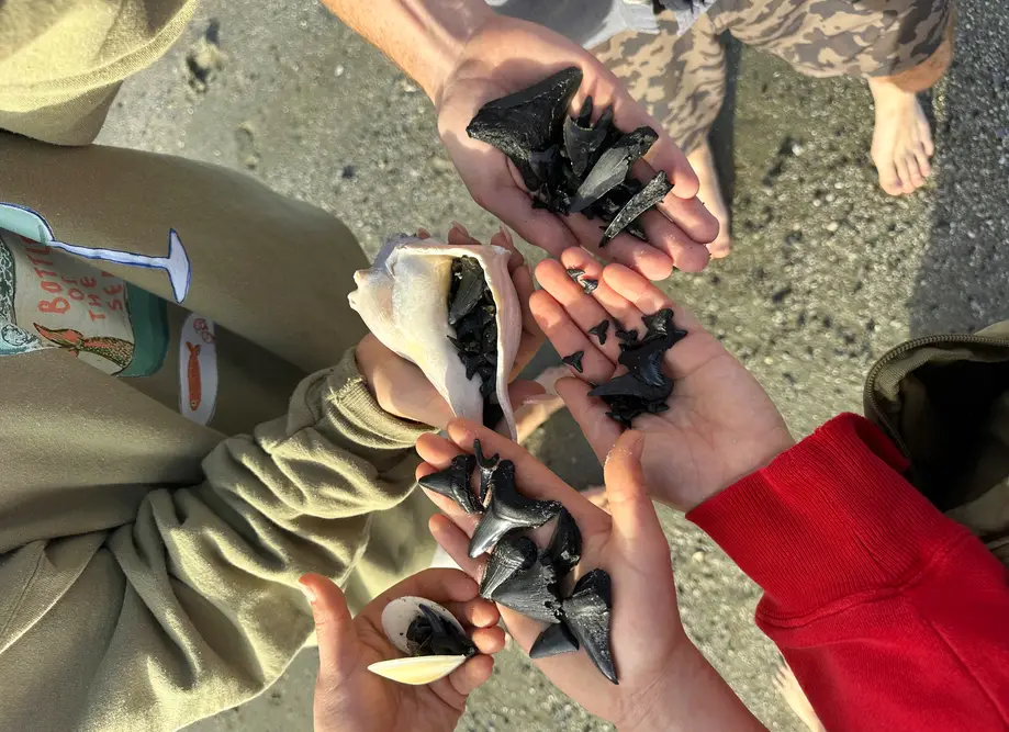 Shark Teeth & Shells