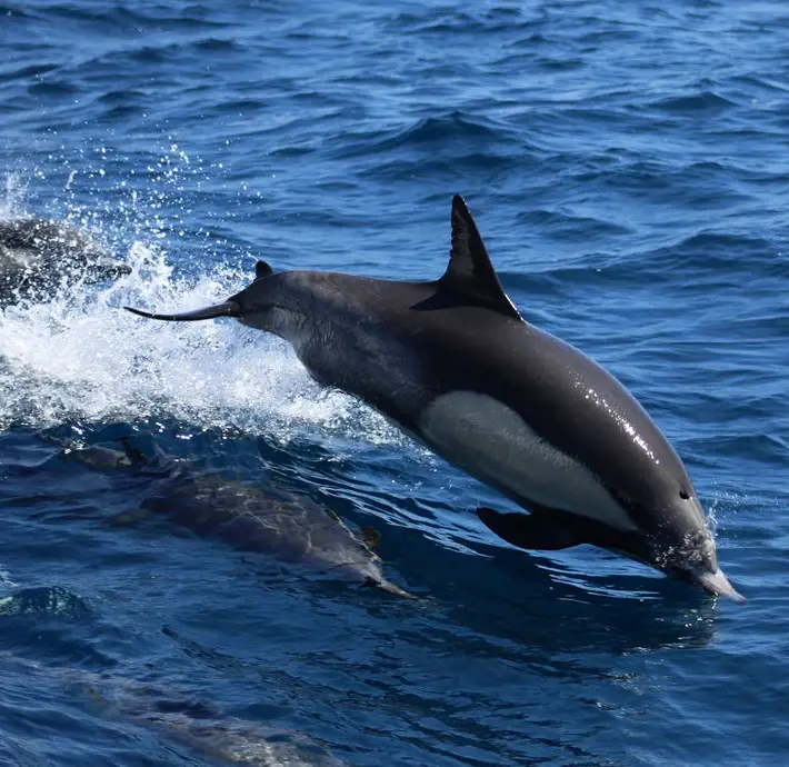Harbor Cruise, Dolphin Cruise, Shark Tooth Hunting