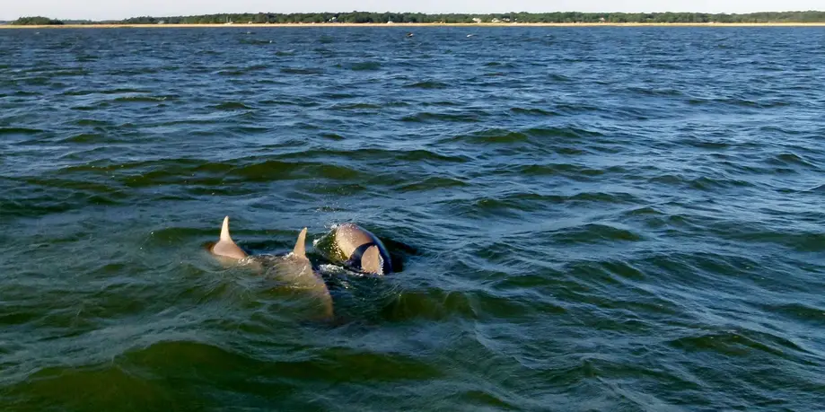Pine Island Excursion Boat Ride