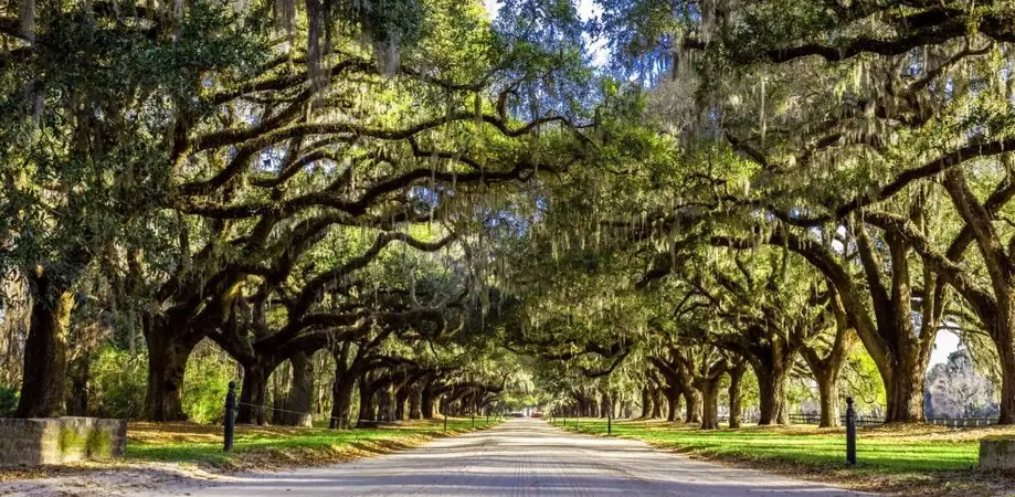 Boonehall Plantation’s Allée of Oaks and Gullah Experience