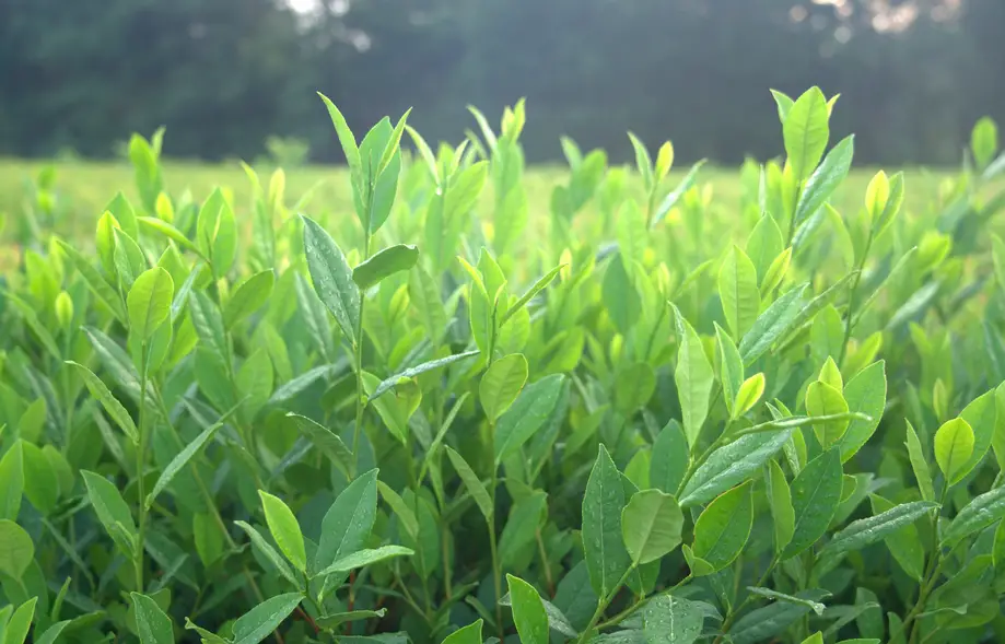 2026 First Flush Celebration