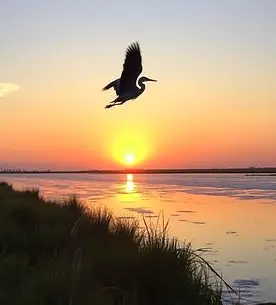 Morning Marsh Magic