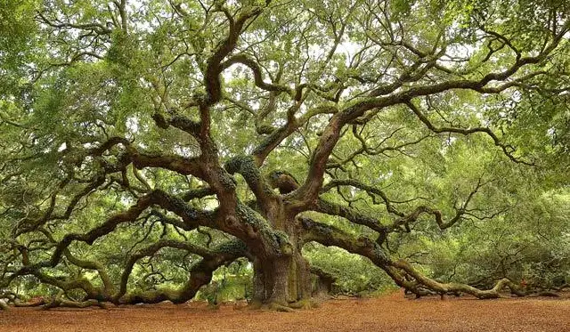 Tea Garden and Winery Tour